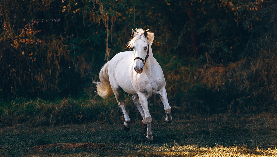 Vit häst som springer på en äng. Ska du dra runt på den med ett hästsläp kan det vara bra att välja en diesel bil.