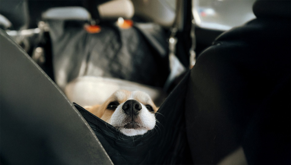 Hund i bil som kikar fram för att kolla att husse eller matte är ok.