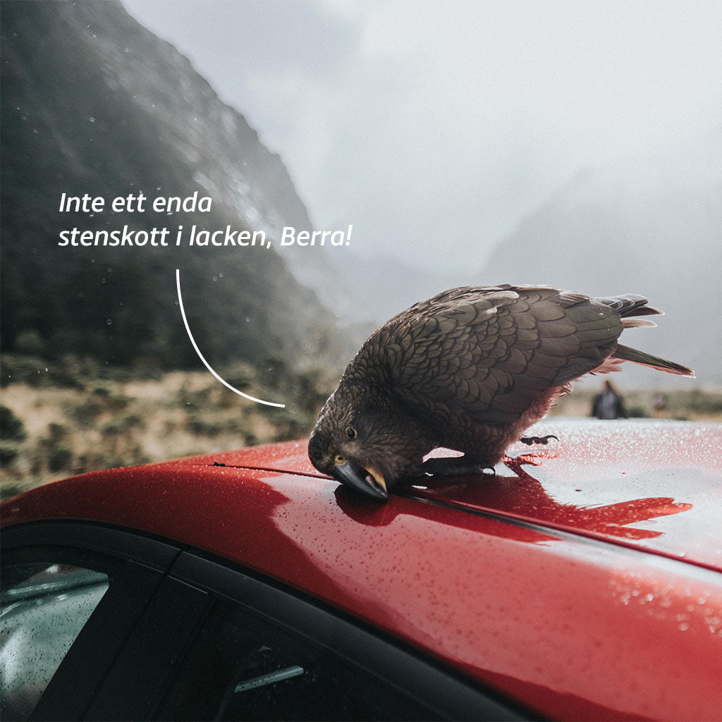 Fågel som kollar på en bil och ropar till sin polare "Inte ett enda stenskott i lacken, Berra!