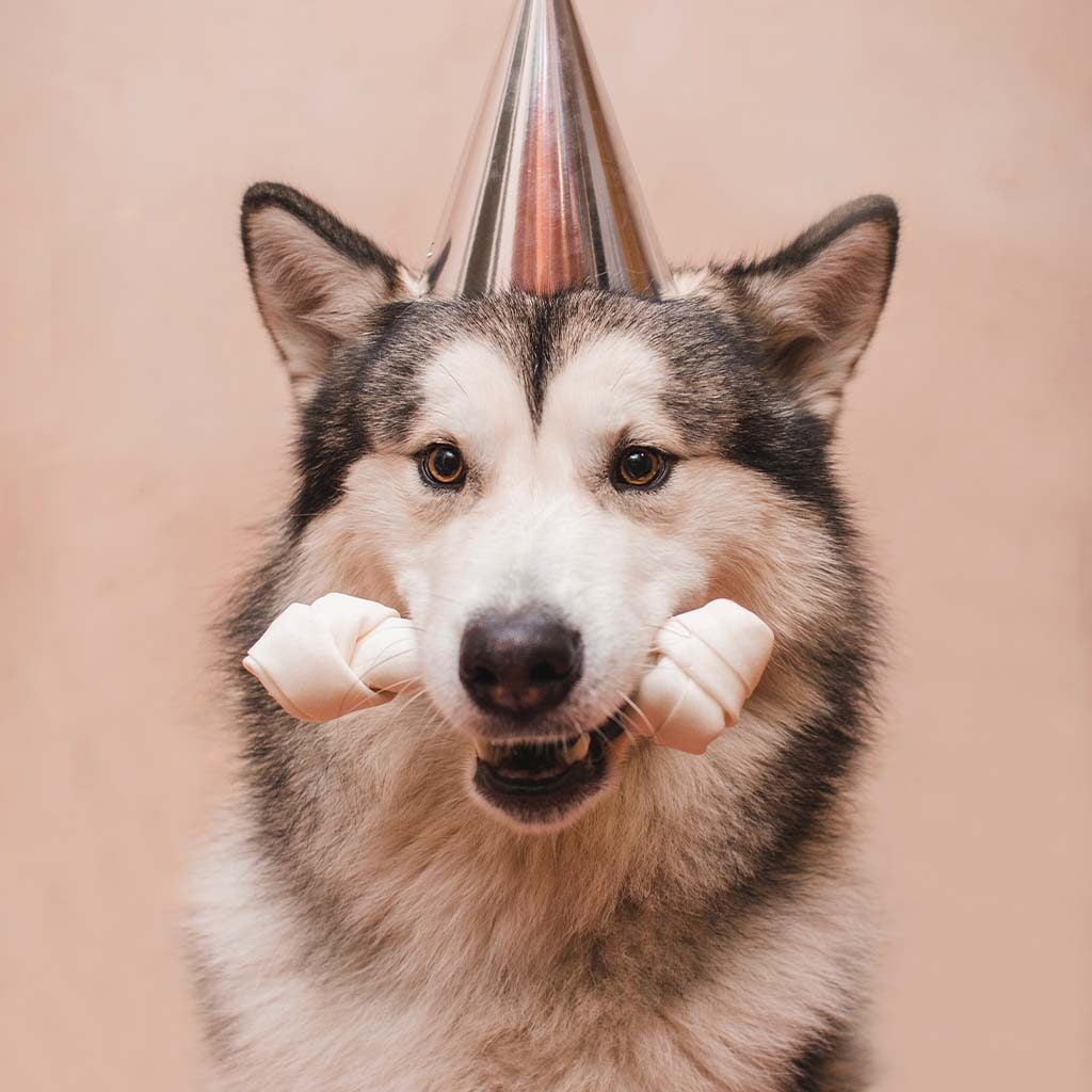 Glad hund med partyhatt