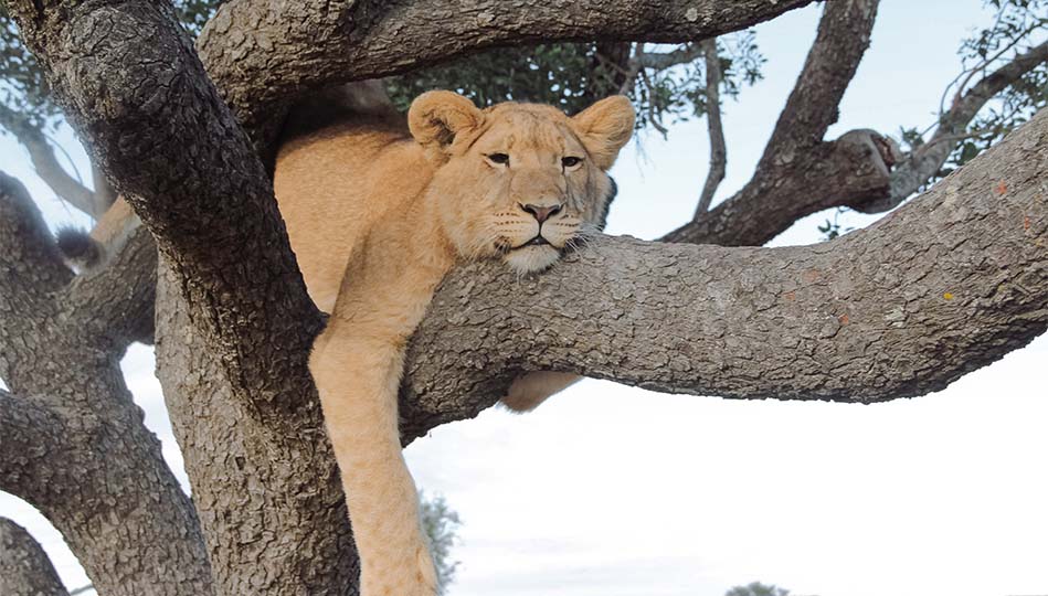 Lejon som chillar på en gren