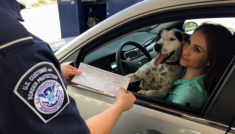 Kvinna med hund i förarsätet som blivit stoppad av polisen och får visa papper på bilen