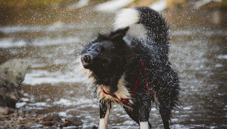 Blöt hund som skakar av sig alla droppar. Ska symbolisera hur mycket det kan kännas som att bilen skakar.