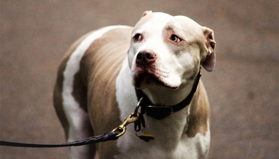 Superledsen hund som illustrerar hur svårt det är att förstå reglerna för parkering och parkeringsskyltar.