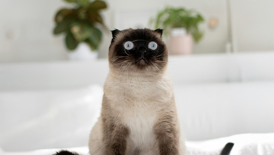 Katt som ser ut som att den just drabbades av akut räckviddsångest.