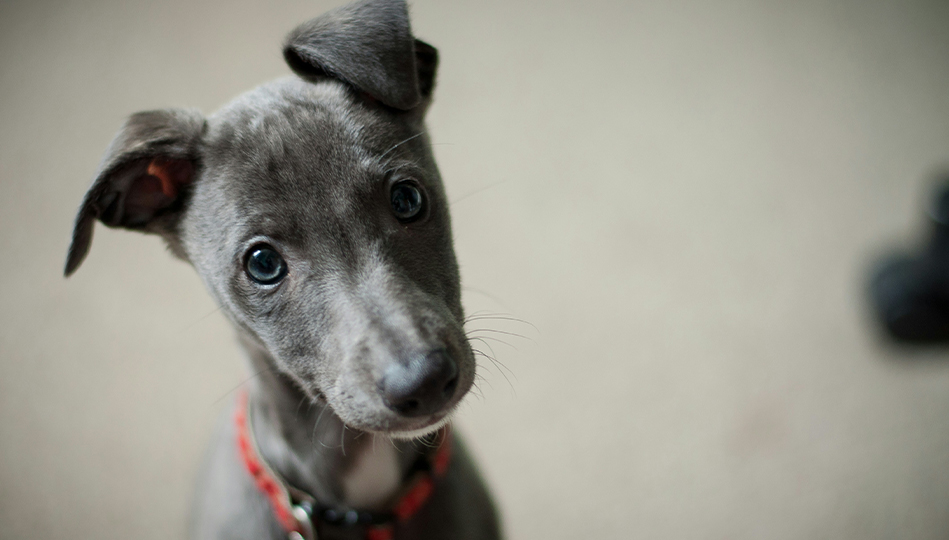 en nyfiken liten hund med huvudet på sned